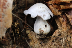 Cortinarius argentatus