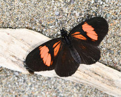 Castilia perilla