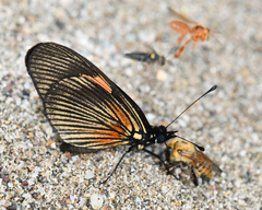 Castilia perilla