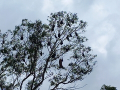 Pteropus poliocephalus
