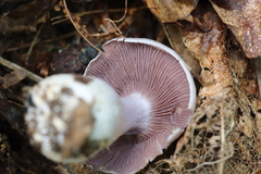 Cortinarius argentatus