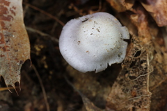 Cortinarius argentatus