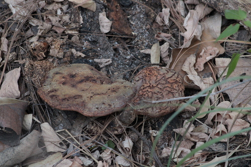 Ganoderma mexicurtisii