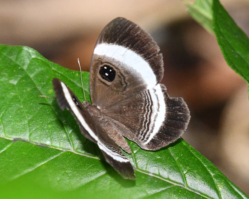 Mesosemia naiadella
