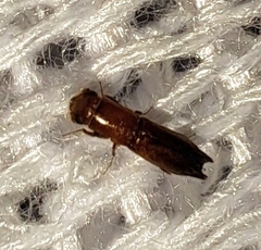 Euplatypus compositus