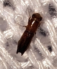 Euplatypus compositus