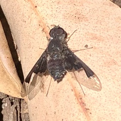 Anthrax dolabratus