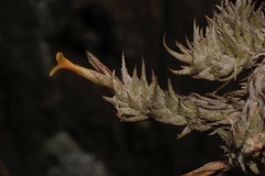 Tillandsia tricholepis