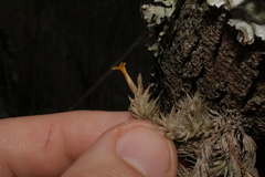 Tillandsia tricholepis