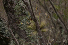 Tillandsia tricholepis