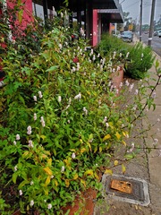 Persicaria bicornis