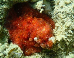 Alicia pretiosa
