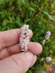 Persicaria bicornis