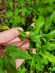 Persicaria bicornis