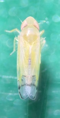 Typhlocybini