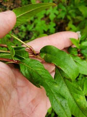 Persicaria bicornis
