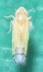 Typhlocybini
