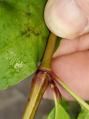 Persicaria bicornis