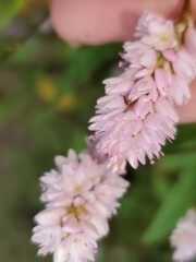 Persicaria bicornis