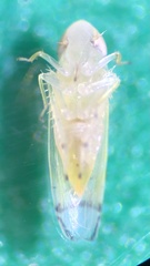 Typhlocybini