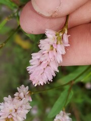 Persicaria bicornis