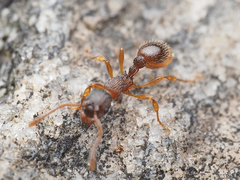 Myrmica punctiventris