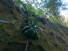 Agave guadalajarana