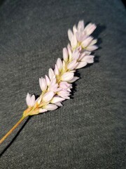 Persicaria bicornis