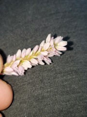 Persicaria bicornis