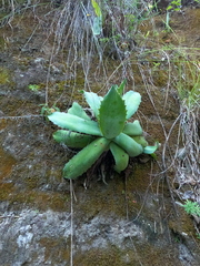 Agave guadalajarana
