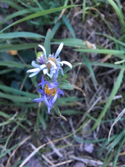 Chaetopappa ericoides