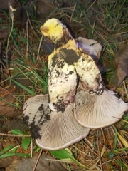 Gomphidius oregonensis