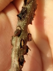 Kokkocynips difficilis