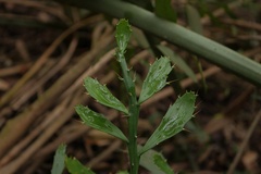 Brasiliopuntia brasiliensis