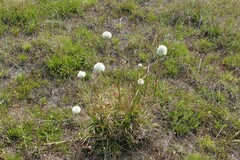 Ptilotus macrocephalus