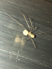 Pholcidae