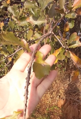 Kokkocynips difficilis