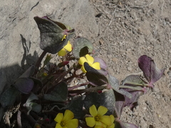 Oxalis megalorrhiza