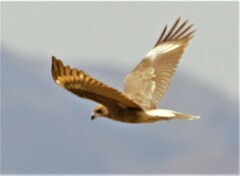 Daptrius megalopterus