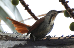 Cichladusa arquata