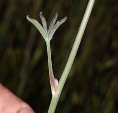 Delphinium hansenii ewanianum