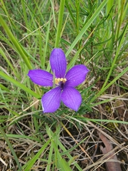 Cheiranthera linearis