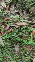 Ottochloa gracillima