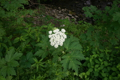 Heracleum maximum
