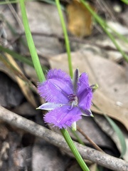 Thysanotus multiflorus