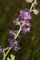Delphinium hansenii ewanianum
