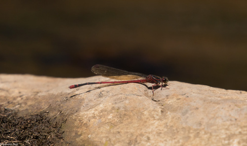 Megalagrion heterogamias observed 2021-08-16