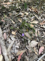 Thysanotus multiflorus