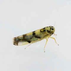 Eupteryx atropunctata