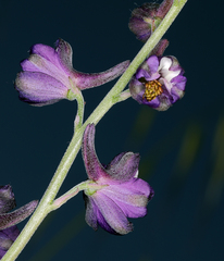 Delphinium hansenii ewanianum